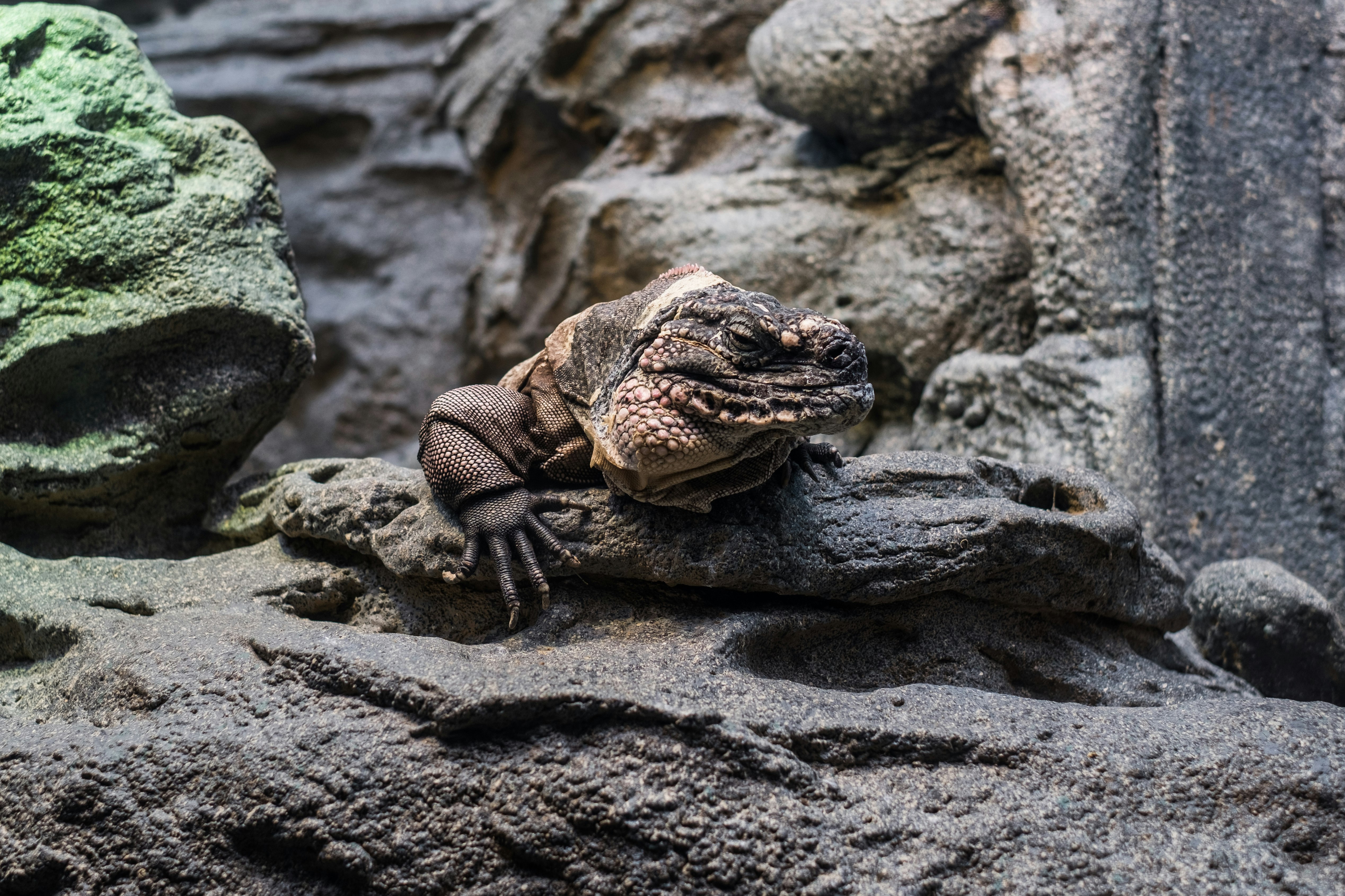 brown lizard on rock closeup photography